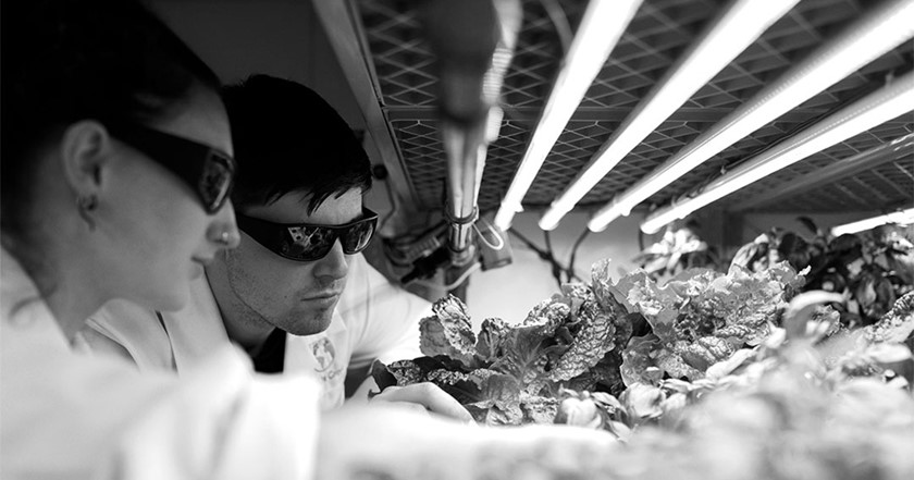Engineers looking at plants